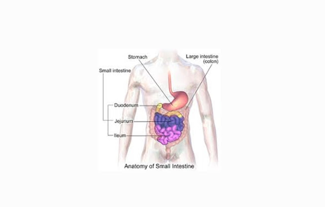 Definition, Structure and Functions of Small Intestine