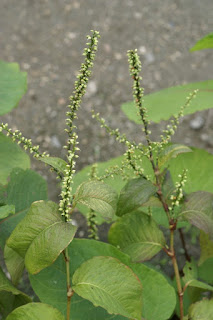 Renouée de Virginie - Persicaria virginiana