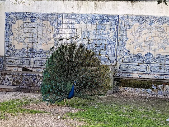 Peacock in front of a panel of azulejos at Pimenta Palace in Lisbon