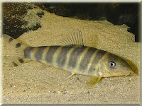Queen Loach Fish Pictures