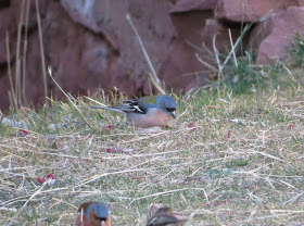 African Chaffinch - Oukaïmeden, Morocco