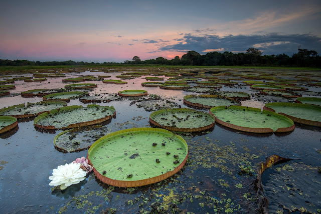 O rio no pantanal com plantas aquaticas e flores