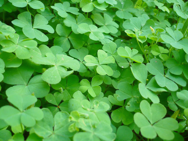 Кислица рожковая (Oxalis corniculata)