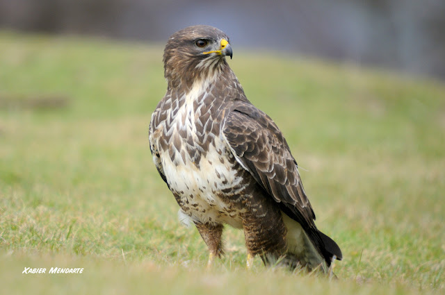 Zapelaitza, Buteo buteo, Busardo ratonero, 