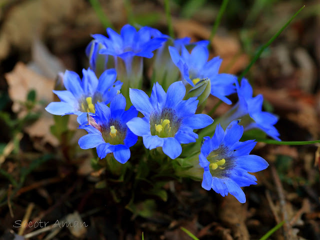 Gentiana zollingeri