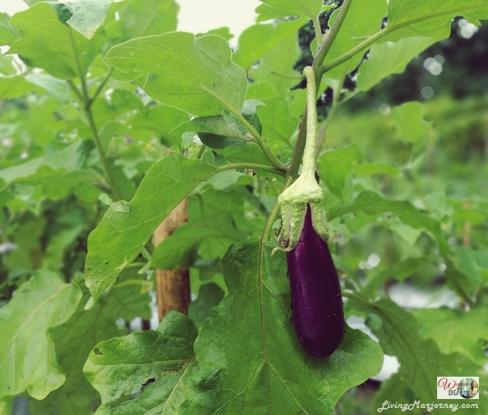 Organic-Eggplant-Plantation