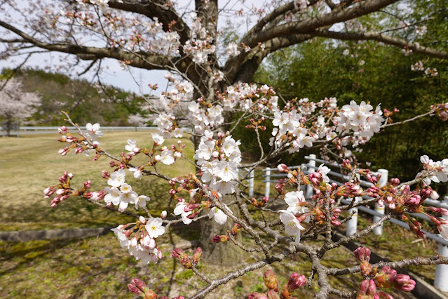 鳥取県西伯郡南部町鶴田 とっとり花回廊 外駐車場 ソメイヨシノ（染井吉野）