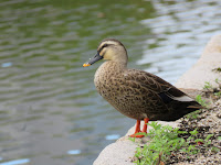 岸に立つカルガモ1羽