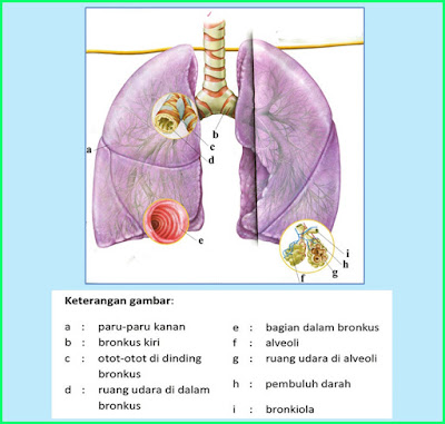 materi pelajaran kelas 5 sd tema 2 udara bersih bagi kesehatan