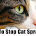 How To Stop a Neutered Cat From Spraying