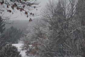 Fog turned to hoar frost 