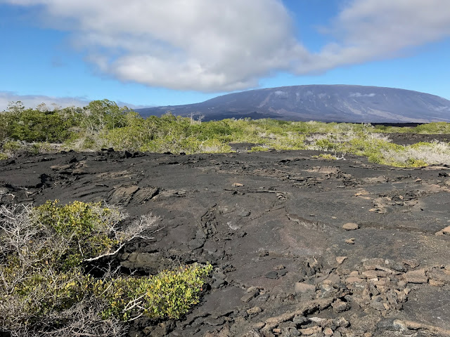 Isla Fernandina, Islas Galápagos