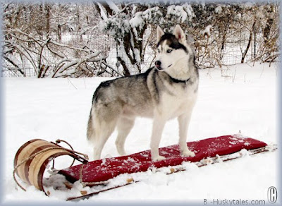 Husky sledding