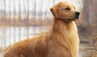 anjing golden retriever