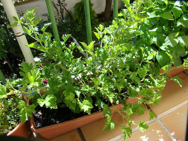 Geranio citronela (Pelargonium citronellum J. JA Van der Walt).