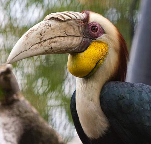 Wreathed hornbill - Rhyticeros undulatus - male