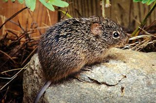 Hispid Cotton Rat (Sigmodon hispidus)