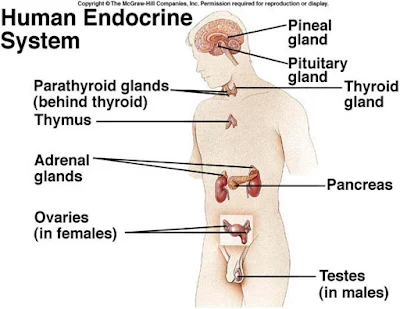 kelenjar endokrin