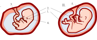 Second trimester of fetal development