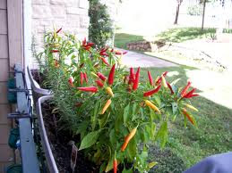 Chili For Side Dish and Health