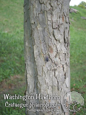 washington hawthorn tree pictures. Washington Hawthorn Bark