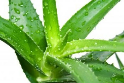 Extraordinary Benefits of Aloe Vera For Health And Beauty