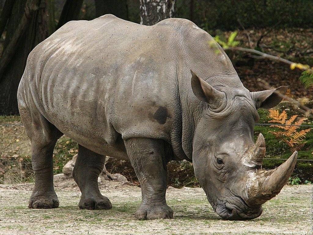 OTROS ANIMALES CABRAS TRES CUERNOS Mil anuncios - fotos de animales con cuernos