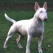 Enfermedades de perros bull terrier