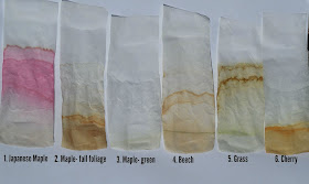 Hidden Colors in a Leaf Pigment Science Experiment