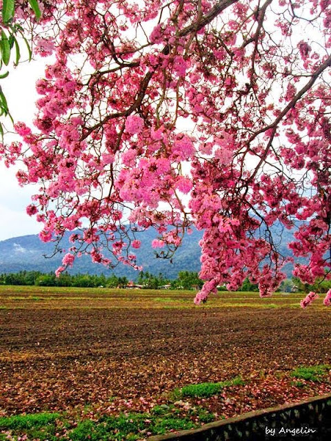  GAMBAR  MENARIK PEMANDANGAN MUSIM POKOK SAKURA  DI 