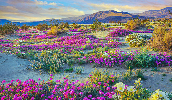 Desert in bloom. How to set realistic expectations, uplifting and empowering message by Kristi Borst PhD