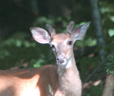 Buck in velvet