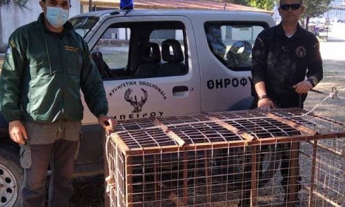 Στην επ’ αυτοφώρω σύλληψη ενός ατόμου, που είχε τοποθετήσει μία αυτοσχέδια σιδερένια παγίδα για τριχωτά θηράματα, προχώρησε νωρίς το πρωί της Παρασκευής η Ομοσπονδιακή Θηροφυλακή της Ε’ Κυνηγετικής Ομοσπονδίας Ηπείρου.