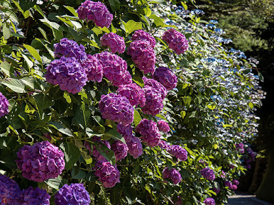 Ajisai (Hydrangea macrophylla) flowers: Chojyu-ji