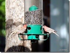 IMG_0733