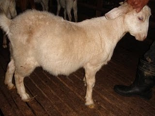 Bukan doktor veterinar: Penyakit lazim kambing dan bebiri