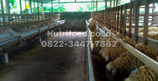 jual pakan kambing, jual pakan domba, harga pakan kambing, harga pakan domba