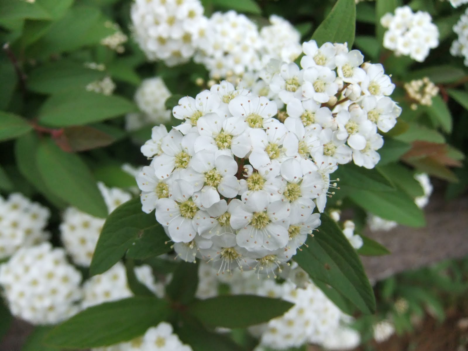 英仏語ガイドの植物観察メモ コデマリ