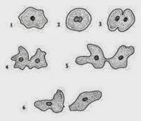 pembelahan amitosis