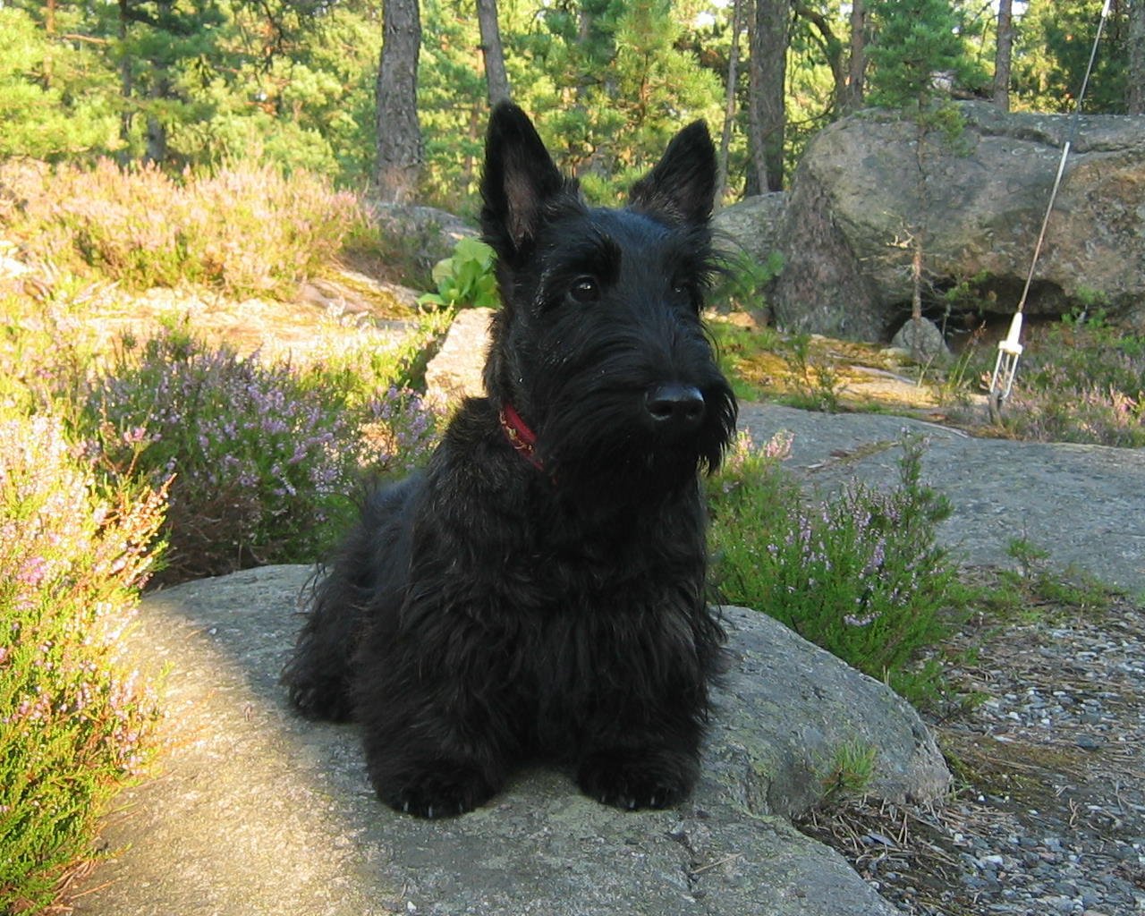 breed irish wolfhound irish wolfhound breed irish wolfhound puppy dogs ...