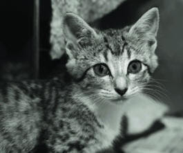 black and white of a feral kitten