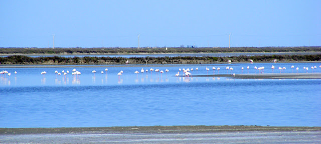 Greater Flamingoes, Camargue, France. Photo by Loire Valley Time Travel.