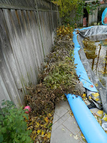 Toronto Fall Cleanup Before in Bedford Park by Paul Jung Gardening Services--a Toronto Organic Gardening Company