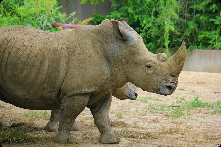 Zoo4 338