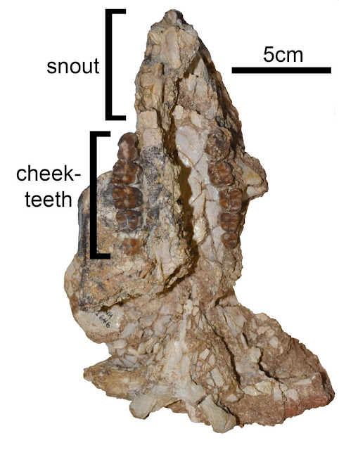 paleontologia curiosciencia