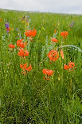 Лилия карликовая (Lilium pumilum)