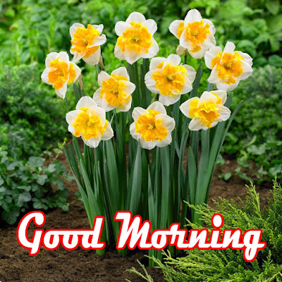 good morning images with flowers hd