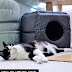 How To Update Your Cat's Furniture (Successfully)