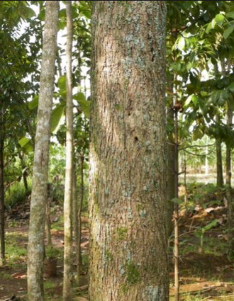 Ciri ciri Khusus Pohon Jati dan Manfaatnya Budidaya Kayu 