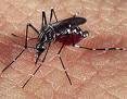 Combata o Mosquito